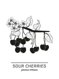 Poster: Sour Cherries, by Paperago