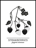 Poster: Strawberries, by Paperago
