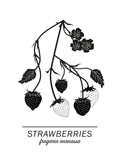 Poster: Strawberries, by Paperago
