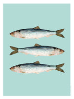 Poster: Baltic Herring, by Discontinued products