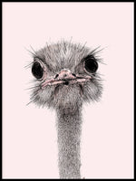 Poster: Ostrich, by Ida Maria