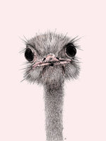 Poster: Ostrich, by Ida Maria