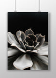 Poster: Succulent, by Discontinued products