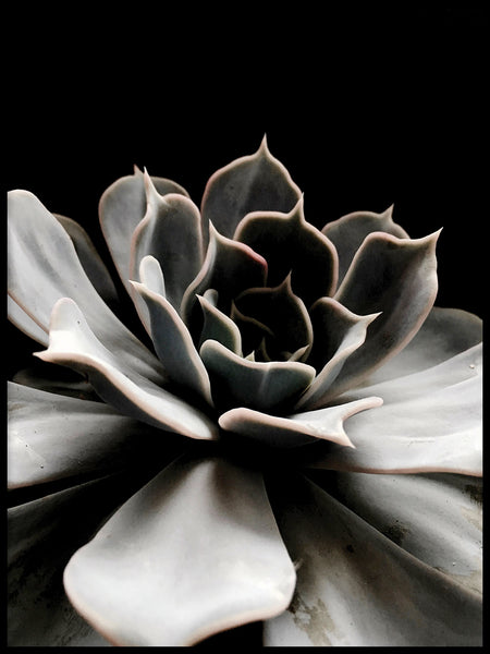 Poster: Succulent, by Discontinued products