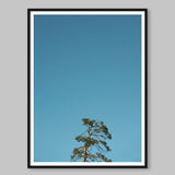 Poster: Pine 1, by Discontinued products