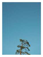 Poster: Pine 1, by Discontinued products