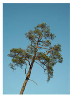 Poster: Pine 2, by Discontinued products