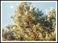 Poster: Pine tree top, by Discontinued products