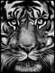 Poster: Tiger, by Gabriella Roberg