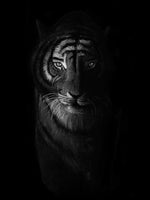 Poster: Tiger in the dark, by Per Svanström