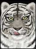 Poster: Tiger, by Discontinued products