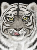 Poster: Tiger, by Discontinued products