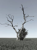Poster: Lonely Tree, by Discontinued products