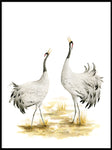 Poster: Cranes, by Lisa Hult Sandgren