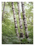 Poster: Three birches, by Discontinued products