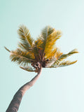 Poster: Tropical 7, by Susanne Snaar