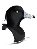 Poster: Tufted duck, by Discontinued products