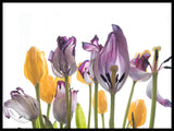 Poster: Tulips, by Vesa Aaltonen Photography