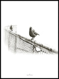 Poster: Two Birds, by Discontinued products