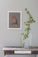 Poster: Owl, by Discontinued products
