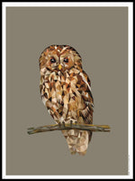 Poster: Owl, by Discontinued products