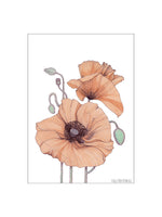 Poster: Poppy Coral, by Discontinued products