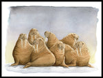 Poster: Walruses, by Lisa Hult Sandgren
