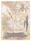 Poster: Vanilla, by Ateljé Enström