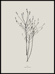 Poster: Waxflower, by Discontinued products