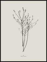 Poster: Waxflower, by Discontinued products