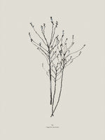 Poster: Waxflower, by Discontinued products