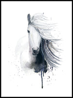 Poster: White Icelandic horse, by Cora konst & illustration