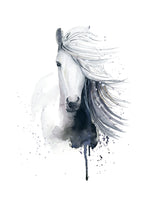 Poster: White Icelandic horse, by Cora konst & illustration