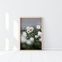 Poster: Wood anemone, by EMELIEmaria