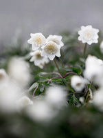 Poster: Wood anemone, by EMELIEmaria