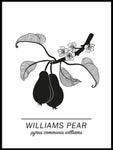 Poster: Williams Pear, by Paperago